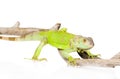 Green agama close up. isolated on white background Royalty Free Stock Photo