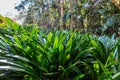 Green agapanthus leaves back-lit by sun Royalty Free Stock Photo