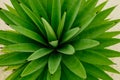 Green agava background