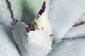 Agave background Royalty Free Stock Photo