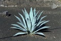 Green agave cactus,lanzarote,black earth