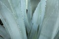 Green agave leaves with thorn background. Green thorned agava cl