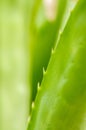 Green agave leaves with thorn background. Green thorned agave close-up. Abstract cactus