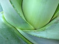 Green agave plant