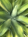 Green agave plant abstract