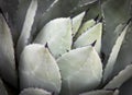Green Agave Plant Cactus