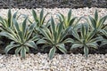 Green agave plants design on the ground for decoration in the garden with black and white stones and pebbles for backgrounds Royalty Free Stock Photo