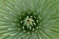 Green agave top view ornament Royalty Free Stock Photo