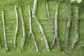 Green aged clay wall reinforced with sticks background