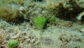 Green aglae Penicillus capitatus undersea, Aegean Sea, Greece. Former Latin name Penicillus mediterraneus..