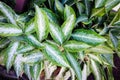 Green aglaonema or chinese e vergreen Banlangngoen blooming in garden natural top view background Royalty Free Stock Photo