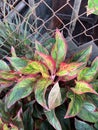 green Aglaonema leaves in the garden