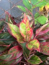 green Aglaonema leaves in the garden