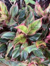 green Aglaonema leaves in the garden