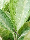 green aglonema ornamental flowers