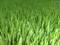 Green agricul Royalty Free Stock Photo