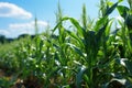 Green Agricultural Corn Field on the Hill with Blue