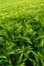 Green agricultural field Royalty Free Stock Photo