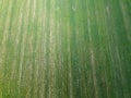 Green agricultural field, aerial view. Farmland landscape. Background