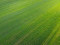 Green agricultural field, aerial view. Farmland landscape. Background