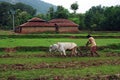 A farmer ploughing in a agricultural land with bullocks along with small traditional huts.