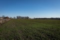 Green agricultural field in springtime in Poland. Royalty Free Stock Photo