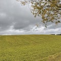 Green agricultural field under cloudy sky with tree branches in corner, minimal rural landscape with soft light and textures Royalty Free Stock Photo