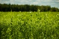 Green agricultural peas field closeup with selective focus background and lens blur