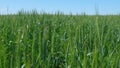 Green agricultural wheat field waving in the wind against a blue sky with clouds. Royalty Free Stock Photo