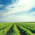 green agriculture field and blue sky with clouds Royalty Free Stock Photo