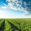 Green agriculture field with tomatoes bushes and sunset in cloud Royalty Free Stock Photo