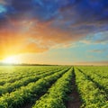 Green agriculture field with tomatoes and sunset in dramatic sky Royalty Free Stock Photo