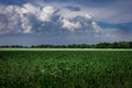 A green agriculture field of young corn in springtime in Poland.