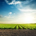 Agriculture fields and sunset in blue sky with clouds Royalty Free Stock Photo