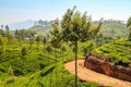 Green agriculture in the mountains at Haputale in Sri Lanka Royalty Free Stock Photo