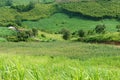 Green, agriculture plant, vast field Royalty Free Stock Photo