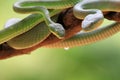 Green albolaris snake front view, animal closeup Royalty Free Stock Photo