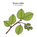 Green alder Alnus alnobetula or viridis , medicinal plant