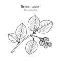 Green alder Alnus alnobetula or viridis , medicinal plant