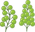 Green alga Caulerpa lentillifera Sea Grapes