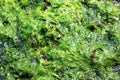 Green algae Royalty Free Stock Photo