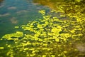 Green Algae Royalty Free Stock Photo