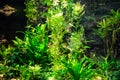 Green algae in the aquarium Royalty Free Stock Photo