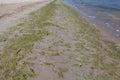 Green Algae on the beach in Cesenatico, Italy Royalty Free Stock Photo