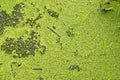 Green algae bloom