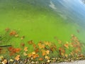 Bright green algae bloom with Autumn leaf shoreline