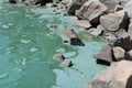 Algae bloom pollution Royalty Free Stock Photo