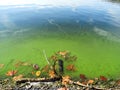 Green algae bloom HABS shoreline with fall leaves Royalty Free Stock Photo