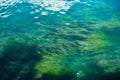 Green algae on the bottom of a lake bed in europe, no people Royalty Free Stock Photo