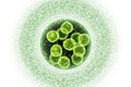 Green Algae Cells 3D Illustration Royalty Free Stock Photo